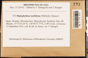 Diplophyllum taxifolium (Wahlenb.) Dumort., Bryophytes, Bryophytes - Asia (outside ex-Soviet states) (BAs) (Japan)