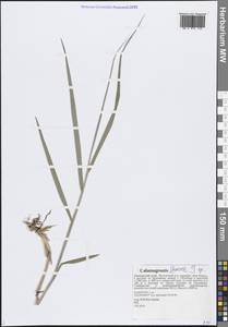 Calamagrostis, Siberia, Russian Far East (S6) (Russia)