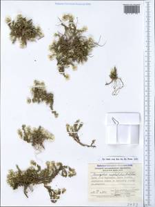 Paronychia cephalotes (M. Bieb.) Besser, Crimea (KRYM) (Russia)