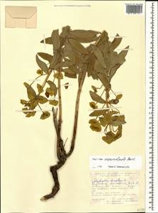 Euphorbia macroclada Boiss., Caucasus, Turkish Caucasus (NE Turkey) (K7) (Turkey)
