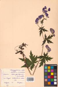 Aconitum sczukinii Turcz., Siberia, Russian Far East (S6) (Russia)