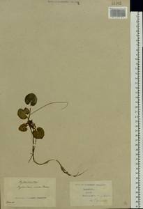 Hydrocharis morsus-ranae L., Eastern Europe, North Ukrainian region (E11) (Ukraine)