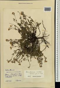 Helianthemum orientale (Grosser) Juz. & Pozdeeva, Crimea (KRYM) (Russia)