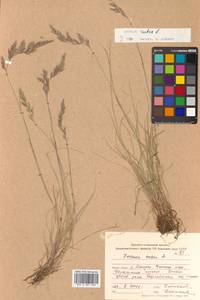 Festuca rubra L., Siberia, Russian Far East (S6) (Russia)