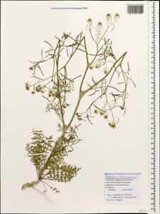 Lepidium vesicarium L., Caucasus, Armenia (K5) (Armenia)