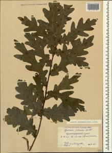 Quercus robur subsp. pedunculiflora (K.Koch) Menitsky, Caucasus, Black Sea Shore (from Novorossiysk to Adler) (K3) (Russia)