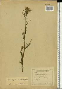 Picris hieracioides subsp. hieracioides, Eastern Europe, Central forest-and-steppe region (E6) (Russia)