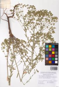 Euphorbia seguieriana Neck., Eastern Europe, Lower Volga region (E9) (Russia)
