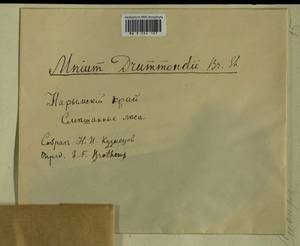 Plagiomnium drummondii (Bruch & Schimp.) T.J. Kop., Bryophytes, Bryophytes - Western Siberia (including Altai) (B15) (Russia)