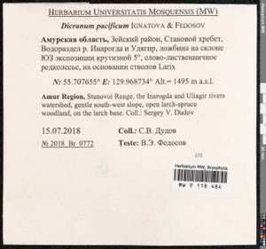 Dicranum pacificum Ignatova & Fedosov, Bryophytes, Bryophytes - Russian Far East (excl. Chukotka & Kamchatka) (B20) (Russia)