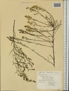 Genista tinctoria subsp. tinctoria, Eastern Europe, Central forest-and-steppe region (E6) (Russia)