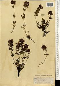 Pedicularis verticillata L., Mongolia (MONG) (Mongolia)