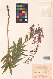 Chamaenerion angustifolium (L.) Scop., Eastern Europe, Northern region (E1) (Russia)