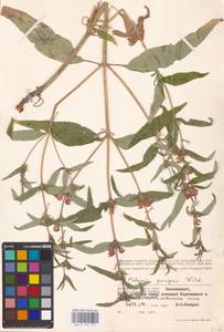 MHA 0 154 151, Phlomis herba-venti subsp. pungens (Willd.) Maire ex DeFilipps, Eastern Europe, Lower Volga region (E9) (Russia)
