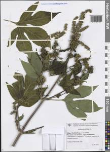 Ambrosia trifida L., Eastern Europe, Eastern region (E10) (Russia)