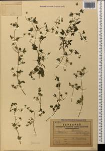 Geranium divaricatum Ehrh., Caucasus, Armenia (K5) (Armenia)