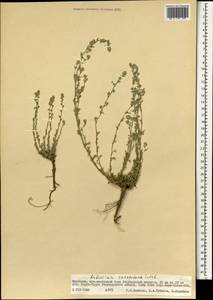 Artemisia caespitosa Ledeb., Mongolia (MONG) (Mongolia)