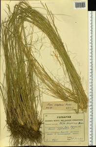 Stipa sareptana A.K.Becker, Siberia, Western (Kazakhstan) Altai Mountains (S2a) (Kazakhstan)