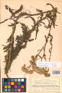 Achillea pannonica Scheele, Eastern Europe, South Ukrainian region (E12) (Ukraine)