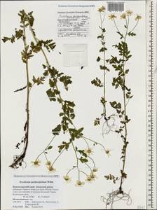 Tanacetum partheniifolium (Willd.) Sch. Bip., Caucasus, Krasnodar Krai & Adygea (K1a) (Russia)