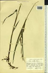 Carex sordida Van Heurck & Müll.Arg., Siberia, Russian Far East (S6) (Russia)