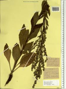 Verbascum lychnitis L., Eastern Europe, Eastern region (E10) (Russia)