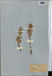 Phelipanche aegyptiaca (Pers.) Pomel, Middle Asia, Western Tian Shan & Karatau (M3) (Kazakhstan)