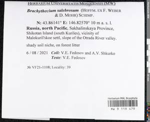 Brachythecium salebrosum (Hoffm. ex F. Weber & D. Mohr) Schimp., Bryophytes, Bryophytes - Russian Far East (excl. Chukotka & Kamchatka) (B20) (Russia)