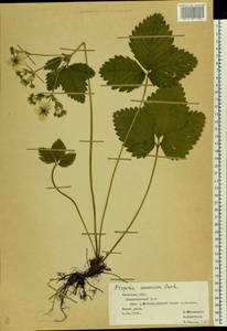 Fragaria ×ananassa (Weston) Rozier, Eastern Europe, Central forest-and-steppe region (E6) (Russia)