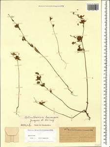 Helianthemum ledifolium subsp. lasiocarpum (Jacques & Herincq) Nyman, Caucasus, Dagestan (K2) (Russia)
