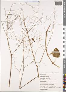 Boerhavia diffusa L., South Asia, South Asia (Asia outside ex-Soviet states and Mongolia) (ASIA) (Vietnam)