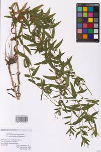 Epilobium tetragonum × adenocaulon, Eastern Europe, Western region (E3) (Russia)