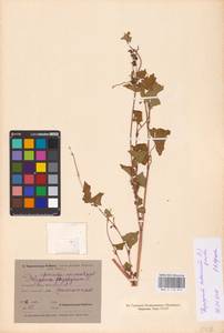 Fagopyrum tataricum (L.) Gaertn., Eastern Europe, North-Western region (E2) (Russia)