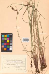 Carex gmelinii Hook. & Arn., Siberia, Russian Far East (S6) (Russia)