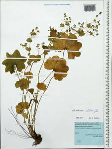 Alchemilla altaica Juz., Eastern Europe, Eastern region (E10) (Russia)