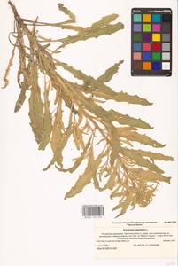 Erysimum repandum L., Eastern Europe, Lower Volga region (E9) (Russia)