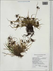 Cyperus fuscus L., Western Europe (EUR) (Spain)