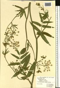 Sium sisarum L., Eastern Europe, Central forest-and-steppe region (E6) (Russia)