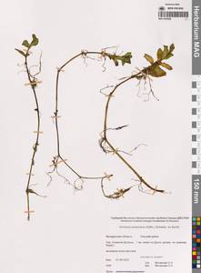 Veronica americana (Raf.) Schwein. ex Benth., Siberia, Chukotka & Kamchatka (S7) (Russia)