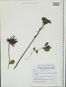 Hylotelephium telephium subsp. telephium, Eastern Europe, Central forest region (E5) (Russia)