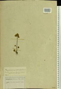 Chrysosplenium alternifolium L., Eastern Europe, Central forest-and-steppe region (E6) (Russia)