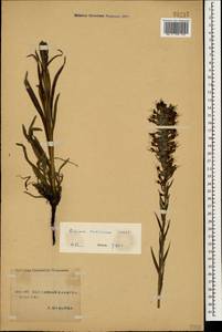 Pontechium maculatum (L.) Böhle & Hilger, Caucasus, Stavropol Krai, Karachay-Cherkessia & Kabardino-Balkaria (K1b) (Russia)