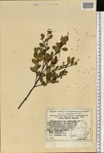 Betula humilis Schrank, Eastern Europe, Belarus (E3a) (Belarus)