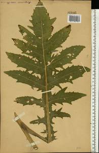 Cirsium oleraceum (L.) Scop., Eastern Europe, Central forest-and-steppe region (E6) (Russia)