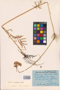Valeriana pratensis subsp. angustifolia (Soó) Kirschner, Buttler & Hand, Eastern Europe, North Ukrainian region (E11) (Ukraine)