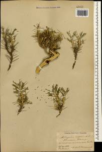 Astragalus caspicus subsp. caspicus, Caucasus, Azerbaijan (K6) (Azerbaijan)
