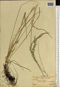 Festuca arundinacea Schreb. , nom. cons., Eastern Europe, West Ukrainian region (E13) (Ukraine)