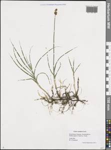 Carex curaica Kunth, Siberia, Altai & Sayany Mountains (S2) (Russia)