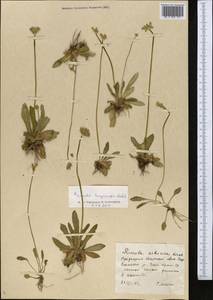 Primula longiscapa Ledeb., Middle Asia, Northern & Central Tian Shan (M4) (Kazakhstan)