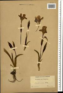 Iris aphylla L., Caucasus (no precise locality) (K0)